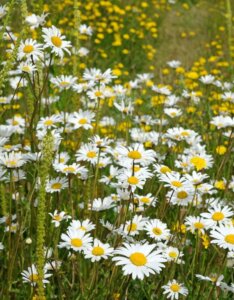 Leucanthemum vulgare - Vue d'ensemble