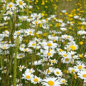 Leucanthemum vulgare - Vue d'ensemble
