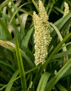 Liriope muscari Monroe White - Fleur