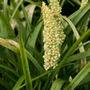 Liriope muscari Monroe White - Fleur