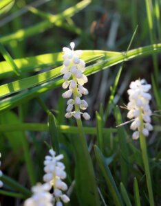 Liriope muscari Monroe White - Fleur en croissance
