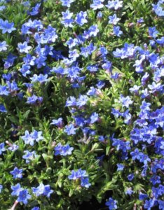 Lithodora diffusa Heavenly Blue - Fleurs
