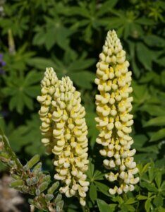Lupinus Chandelier - Fleurs