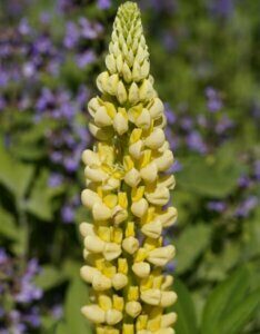 Lupinus Chandelier - Fleur