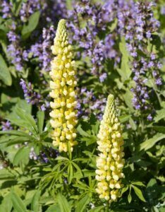 Lupinus Chandelier - Vue d'ensemble