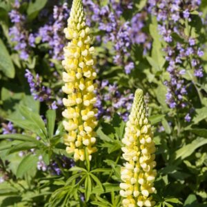 Lupinus Chandelier - Vue d'ensemble