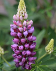 Lupinus Russel The Governor - Fleur