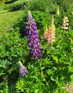 Lupinus Russel The Governor - Vue d'ensemble