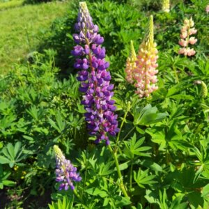 Lupinus Russel The Governor - Vue d'ensemble