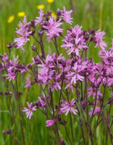 Lychnis flos-cuculi - Fleurs