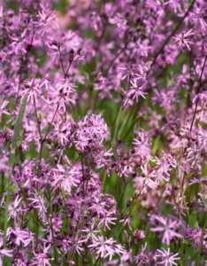 Lychnis flos-cuculi - Vue d'ensemble