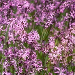 Lychnis flos-cuculi - Vue d'ensemble