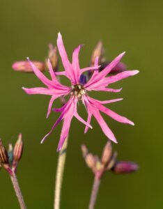 Lychnis flos-cuculi - Fleur