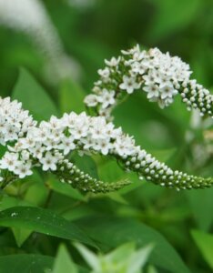 Lysimachia clethroides - Fleurs
