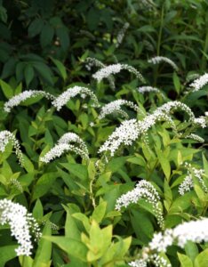 Lysimachia clethroides - Vue d'ensemble