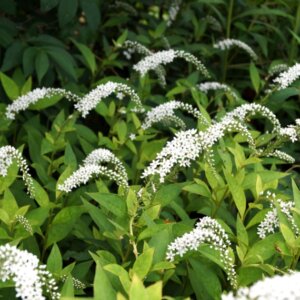 Lysimachia clethroides - Vue d'ensemble