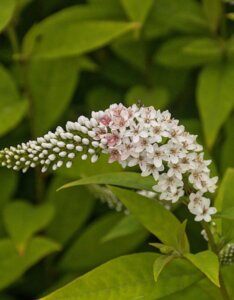 Lysimachia clethroides - Fleur