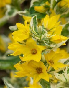 Lysimachia punctata - Fleur
