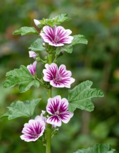 Malva sylvestris - Fleurs