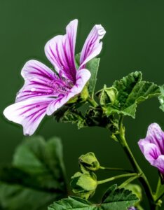 Malva sylvestris - Fleur