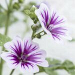 Malva sylvestris - Fleurs