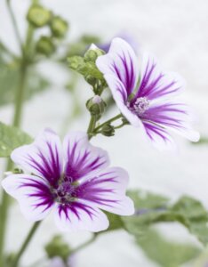 Malva sylvestris - Fleurs