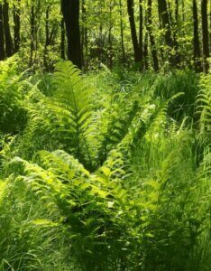 Matteuccia struthiopteris - Vue d'ensemble