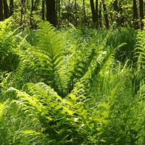Matteuccia struthiopteris - Vue d'ensemble