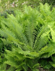 Matteuccia struthiopteris - Vue d'ensemble