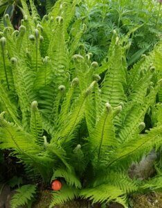 Matteuccia struthiopteris - Plante