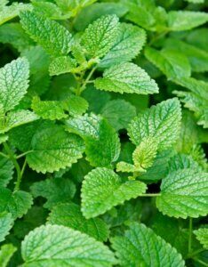 Melissa officinalis - Feuilles