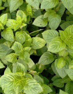 Melissa officinalis - Vue d'ensemble