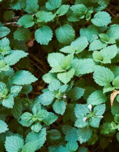 Melissa officinalis - Vue d'ensemble