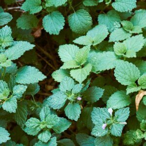 Melissa officinalis - Vue d'ensemble