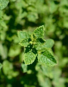 Mentha spicata Moroccan - Plante