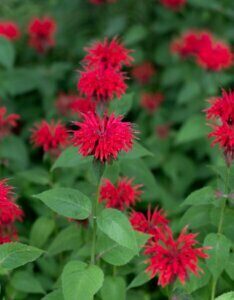 Monarda didyma - Fleurs