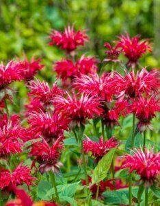 Monarda didyma - Fleurs