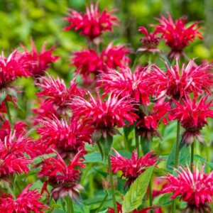 Monarda didyma - Fleurs