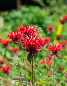 Monarda didyma - Fleurs
