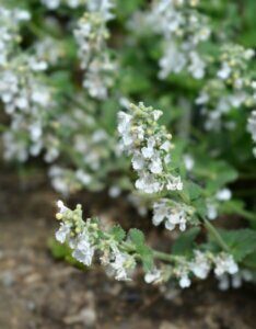 Nepeta racemosa Snowflake - Fleurs