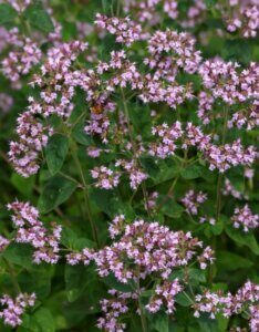 Origanum vulgare - Vue d'ensemble
