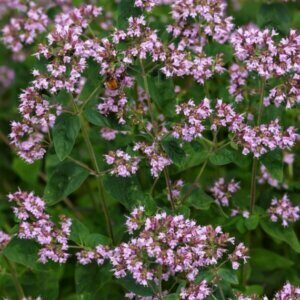 Origanum vulgare - Vue d'ensemble