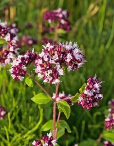 Origanum vulgare - Fleurs