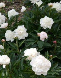 Paeonia Duchesse de Nemours - Vue d'ensemble