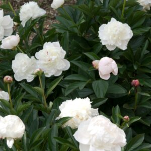 Paeonia Duchesse de Nemours - Vue d'ensemble