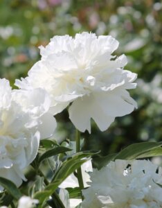 Paeonia Duchesse de Nemours - Fleurs
