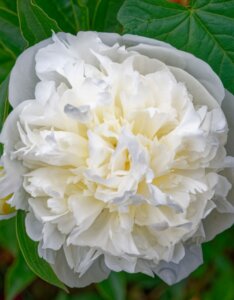 Paeonia Duchesse de Nemours - Fleur