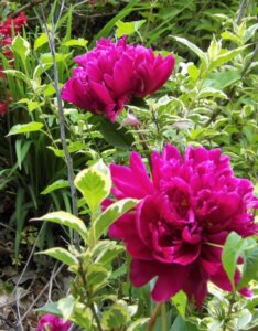 Paeonia lactiflora Karl Rosenfield - Fleurs