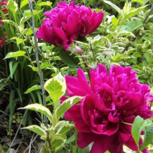 Paeonia lactiflora Karl Rosenfield - Fleurs