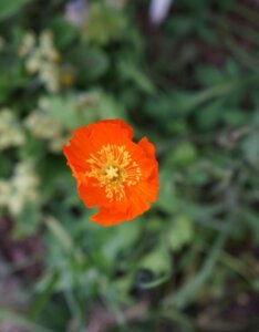 Papaver nudicaule - Fleur